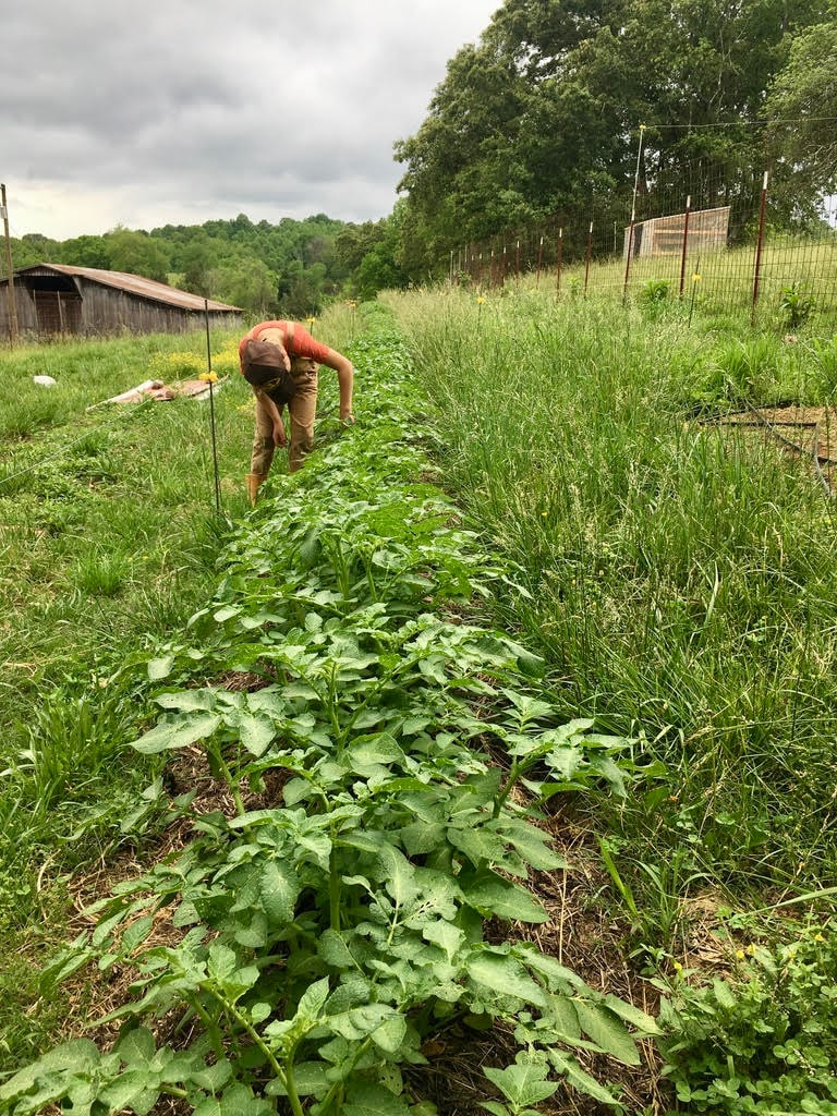 Working the garden at Foothill Frolic Farm